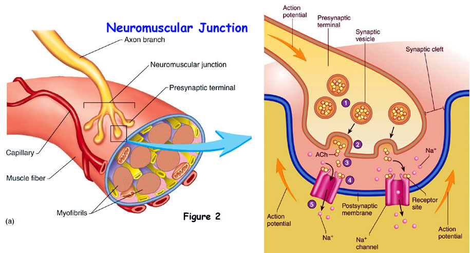 2016.06.17 CSCS Daily Study Question for Exercise Science
