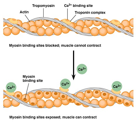 explain the role of troponin tropomyosin and calcium in muscle cell contraction